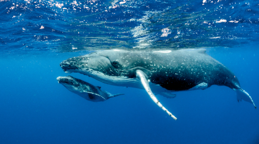 Why Whales are so important to the Environment.