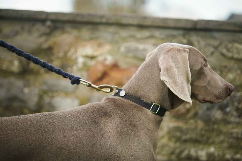 Young dog with cork dog collar