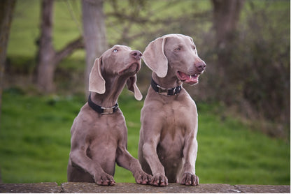 Two dogs with black dog collars on